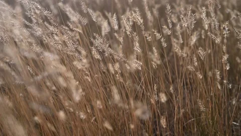 Close-up of brown colored wild gamma grass moves in the wind.  Stock Footage 261466103