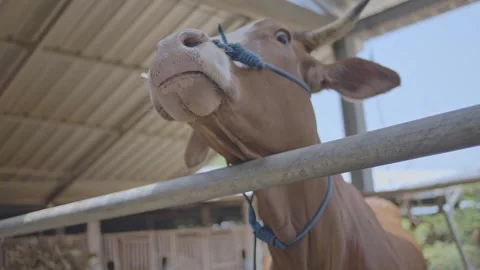 Close-up of a Brown Cow in a Farm Stable Vídeos de archivo 333684933