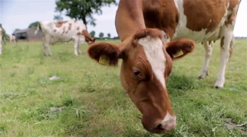 Close up of brown cow Stock Footage 60698282