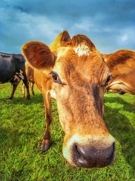 Close-up of brown cow's face amid lush grass under overcast skies Stock Photos