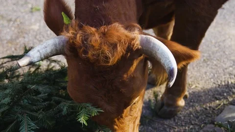 Close up of Brown cows Stock Footage 234141583
