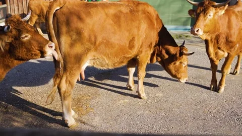 Close up of Brown cows Stock Footage 234142480