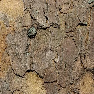 Close-Up of Brown Cracked Tree Bark with Subtle Lichen Traces 스톡 사진