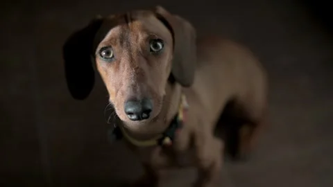 A close-up of a brown dachshund looking up with expressive, sad eyes. Emotional Видео 284667304