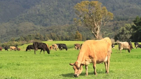 Close up, Brown Dairy Cows Grazing and looks at Camera,  Green Open Field Stock Footage 83327209