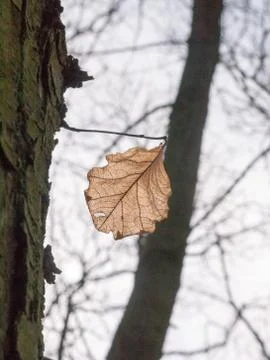 Close up brown dead leaf hanging on tree in sky autumn pretty ornament specia Stock Photos