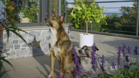 CLOSE UP: Brown dog eagerly waits for treat, while the other doggie lies nearby Stock Footage 329136735
