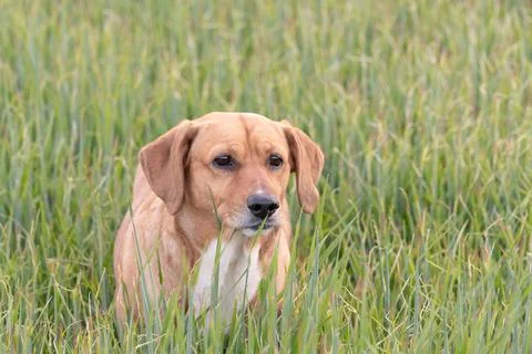 Close-up of a brown dog in a green field Stock Photos
