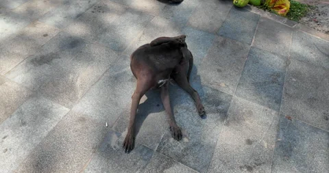 Close up of a brown dog grooming itself on a sunlit tiled pavement Stock Footage 322961353
