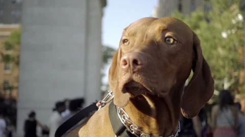 Close up of brown dog looking around in park in NYC in 1080 HD 스톡 동영상 64737480