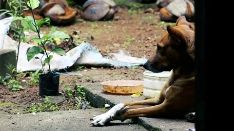 Close-up of a Brown Dog Resting Peacefully in a Tropical Garden Yard Stock Footage 334784836