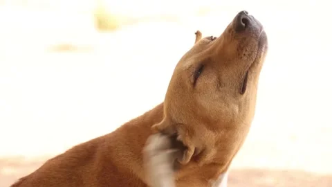 Close up of a brown dog scratching it ear in the sun. African dog sitting Stock Footage 171709982