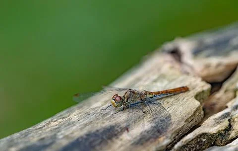 Close-up of a Brown Dragonfly Resting on Weathered Wood Stock Photos