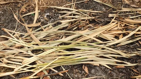 Close up of brown dry leaves stack on the soil background Stock Footage 344804183
