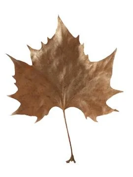 Close-up of a brown dry maple leaf on a white background Stock Photos