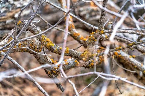 Close up of brown dry spindly leafless branches of trees in Provo Canyon Utah Stock Photos