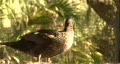 Close Up Brown Duck 03 HD Footage