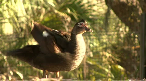 Close Up Brown Duck 03 Stock Footage