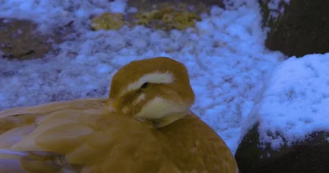 Close up of a brown duck Stock Footage 136182417