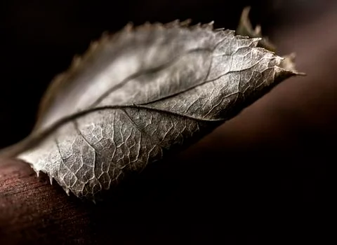 Close up of a brown dying leaf Stock Photos
