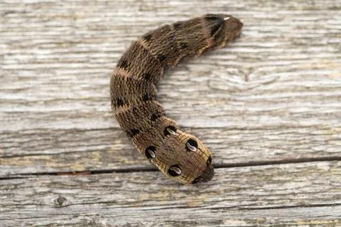 Close up of a brown earthworm Foto stock