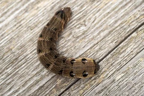 Close up of a brown earthworm Stock Photos