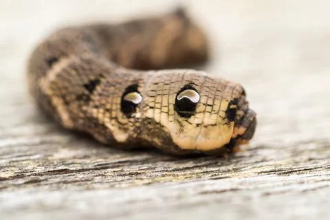 Close up of a brown earthworm Stock Photos