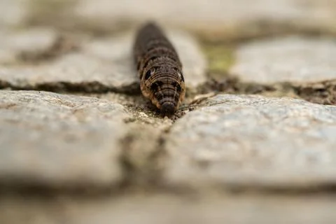 Close up of a brown earthworm Stock Photos