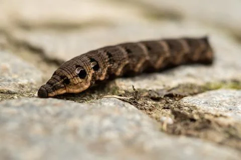 Close up of a brown earthworm Stock-Fotos