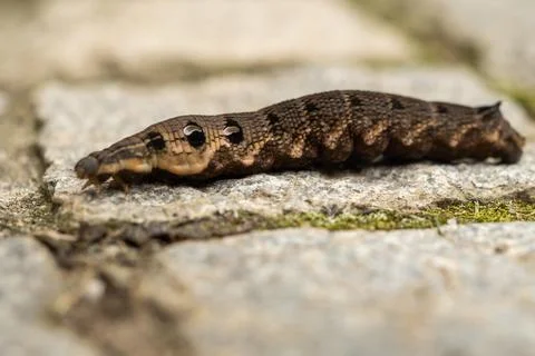 Close up of a brown earthworm Stock Photos
