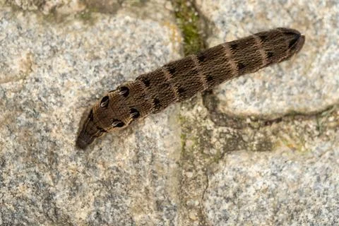 Close up of a brown earthworm Stock Photos