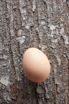 Close-up of brown egg on textured surface Stock Photos