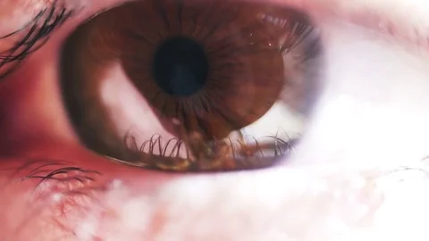 Close up brown eye in macro Stock Footage 73746749