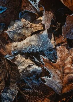 Close up of brown fallen leaves covered in frost on wintery day. Stock Photos