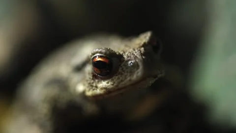 Close-up of a brown frog with distinct features and shiny eyes, showcasing Stock Footage 335088392