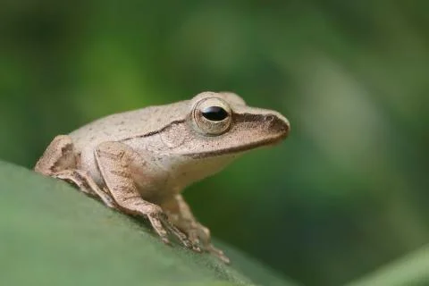 Close up brown frog on green leaf Stock Photos
