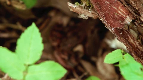 Close up of the brown frog hiding in the forest Stock Footage 89616097