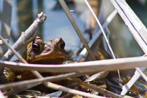 Close-Up of Brown Frog in Natural Freshwater Habitat, Fort Wayne, Indiana Stock Photos