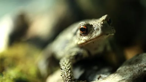 Close-up of a brown frog resting on rocks and moss, showcasing its textured skin Stock Footage 335088419