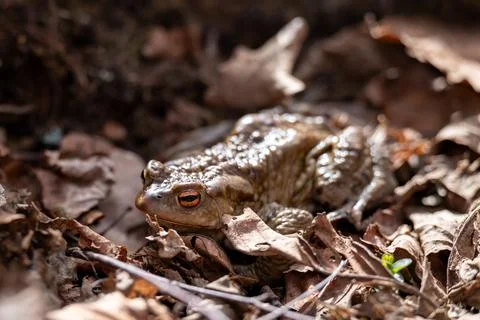 Close up of brown frog sitting in the dry leaves Stock Photos