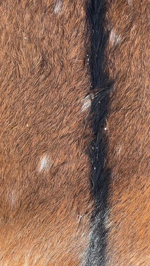 Close-up of brown fur with dark stripe, detailed texture, background for na.. Stock Footage 330745863