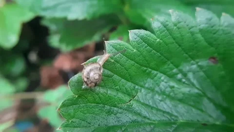 Close-up of a Brown Garden Snail (Cornu aspersum) on a Green Leaf Stock Footage 327247463