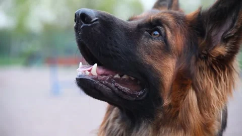Close-up of brown german Shepherd that snifs and looks curious before training Stock Footage 247379339