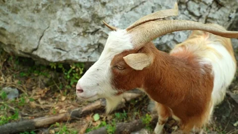 A close-up of a brown goat with a bell around its neck eats green grass on a Stock Footage 204876409