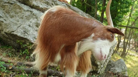 A close-up of a brown goat itches to get rid of all sorts of parasites on the Stock Footage 203947415
