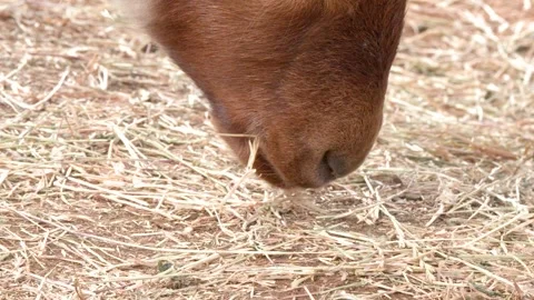 Close Up of Brown Goat Muzzle Eating Dry Hay on Ground 動画素材 346579387
