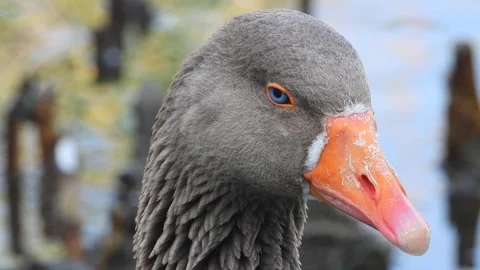 Close brown goose head portrait shows blue eye, orange - Undersea and Nautical Stock Footage 339980714