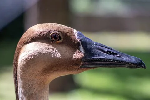 Close-up of a brown goose Stock-Fotos