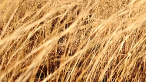 Close up of brown grass blowing in a field Stock Footage 146052695
