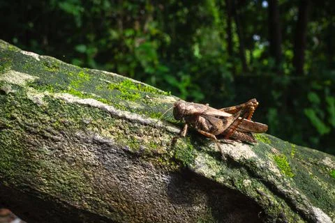 Close up of brown grasshopper in the forest. Macro conceptual. Foto stock